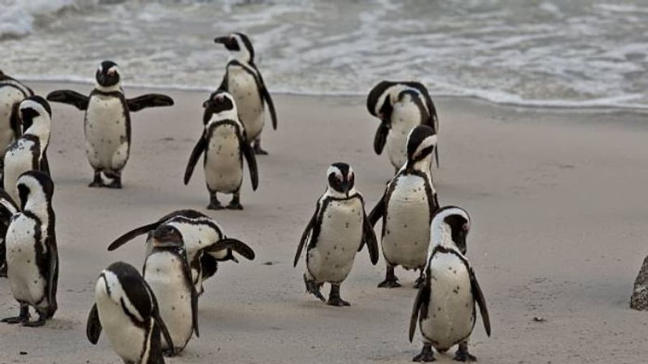 വളഞ്ഞിട്ടു കുത്തി? തേനീച്ചക്കൂട്ടത്തിന്റെ കുത്തേറ്റ് ചത്തനിലയിൽ കണ്ടെത്തിയത് 63 സൗത്ത്ആഫ്രിക്കൻ പെൻഗ്വിനുകളെ വളഞ്ഞിട്ടു കുത്തി? തേനീച്ചക്കൂട്ടത്തിന്റെ കുത്തേറ്റ് ചത്തനിലയിൽ കണ്ടെത്തിയത് 63 സൗത്ത്ആഫ്രിക്കൻ പെൻഗ്വിനുകളെ