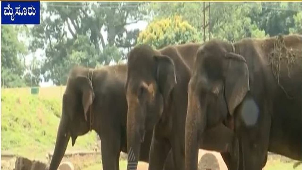 ఏనుగుల గుంపును తరమబోతే.. గురి తప్పిన తూటా, తల్లి ఒడిలోని రెండేళ్ల చిన్నారి ప్రాణాలు తీసింది..