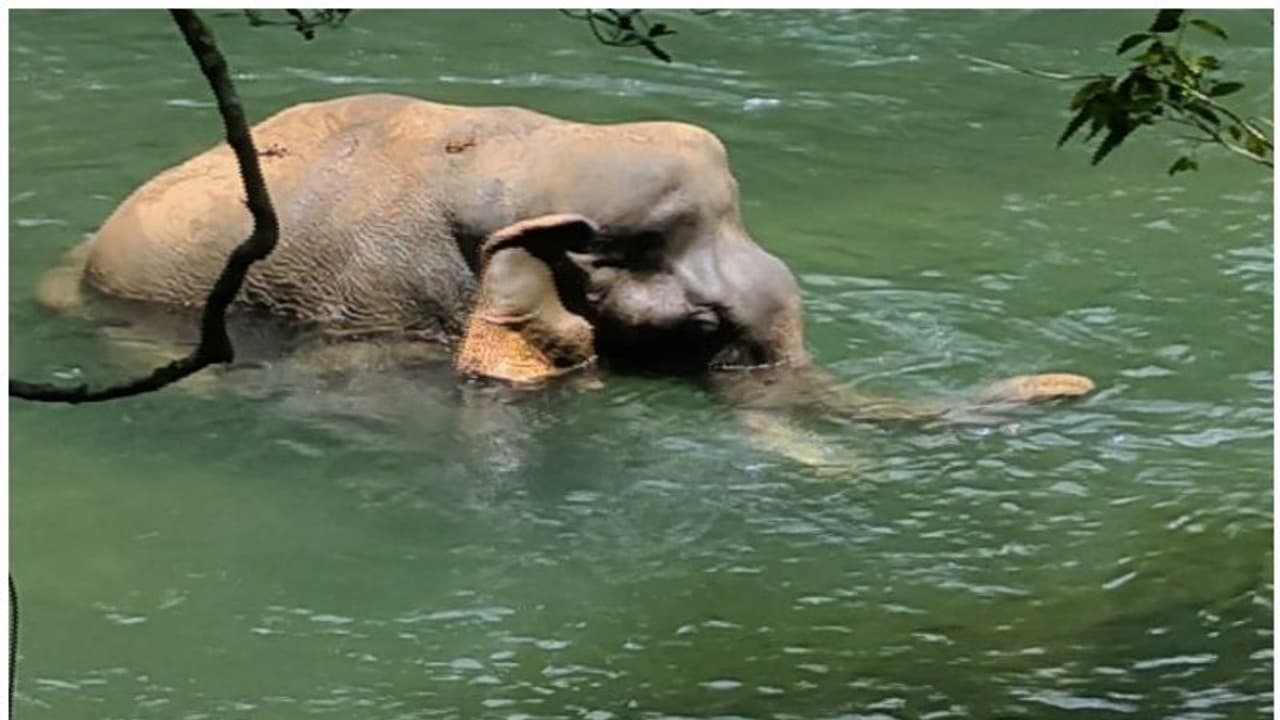 'കാലിലെ വ്രണം പഴുത്ത് ദുര്ഗന്ധം'; കണ്ണൂരില് ആനയ്ക്ക് ചികിത്സ നിഷേധിച്ചെന്ന് പരാതി 'കാലിലെ വ്രണം പഴുത്ത് ദുര്ഗന്ധം'; കണ്ണൂരില് ആനയ്ക്ക് ചികിത്സ നിഷേധിച്ചെന്ന് പരാതി