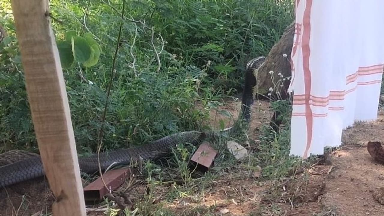 അപ്രതീക്ഷിതമായി കണ്‍മുന്നില്‍ ഇങ്ങനെയൊരാള്‍ വന്നുപെട്ടാലോ!