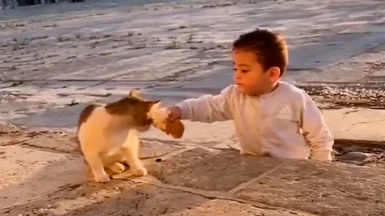 Little boy sharing food with a cat wins the hearts of netizens; watch the video