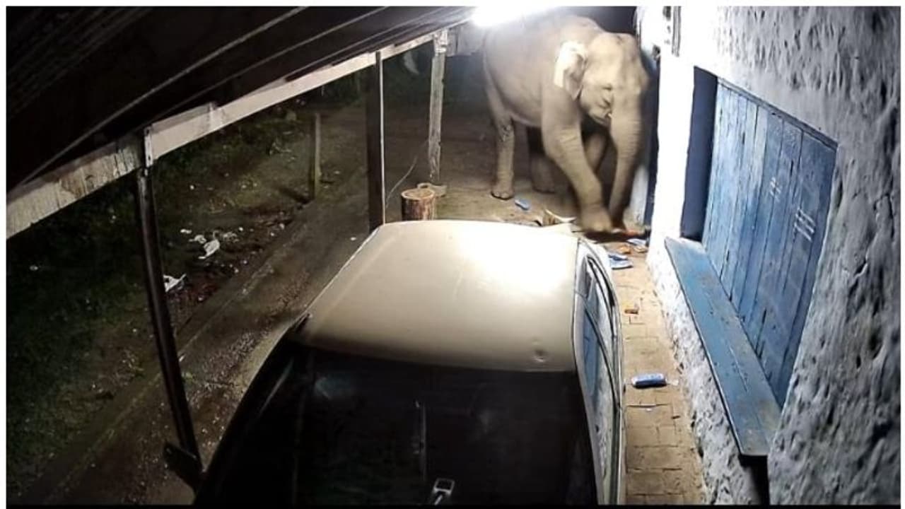 പുണ്യവേലിനെ വിടാതെ കാട്ടാനകള്; പതിനാലാം തവണയും വ്യാപാര സ്ഥാപനം തകര്ത്തു പുണ്യവേലിനെ വിടാതെ കാട്ടാനകള്; പതിനാലാം തവണയും വ്യാപാര സ്ഥാപനം തകര്ത്തു