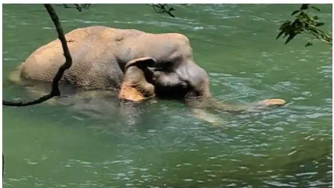 ആറളം ഫാമിൽ ഗുരുതര പരിക്കോടെ കണ്ടെത്തിയ കൊമ്പനാന ചരിഞ്ഞു ആറളം ഫാമിൽ ഗുരുതര പരിക്കോടെ കണ്ടെത്തിയ കൊമ്പനാന ചരിഞ്ഞു