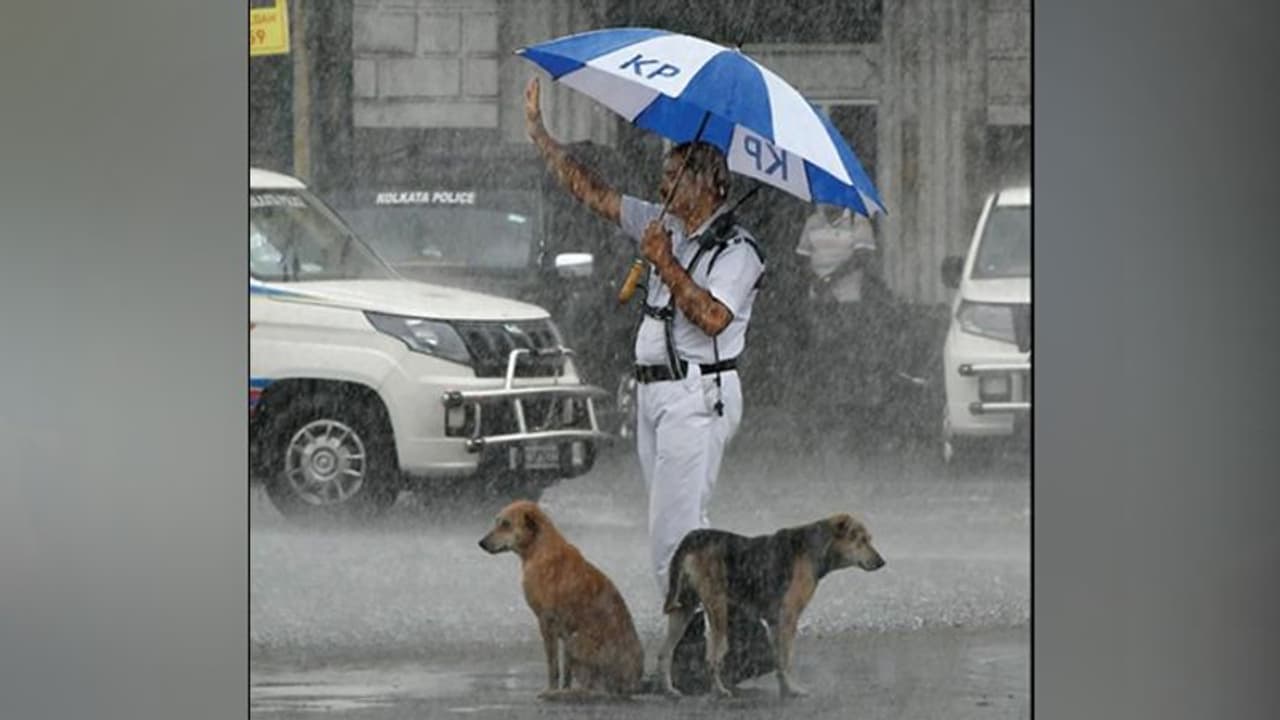 Cop gives shelter to dogs under his umbrella amid heavy rain; heartwarming picture goes viral Cop gives shelter to dogs under his umbrella amid heavy rain; heartwarming picture goes viral