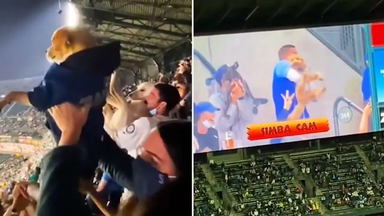 Pet dogs get featured in ‘Simba cams’ in a baseball game in Washington; Watch clip