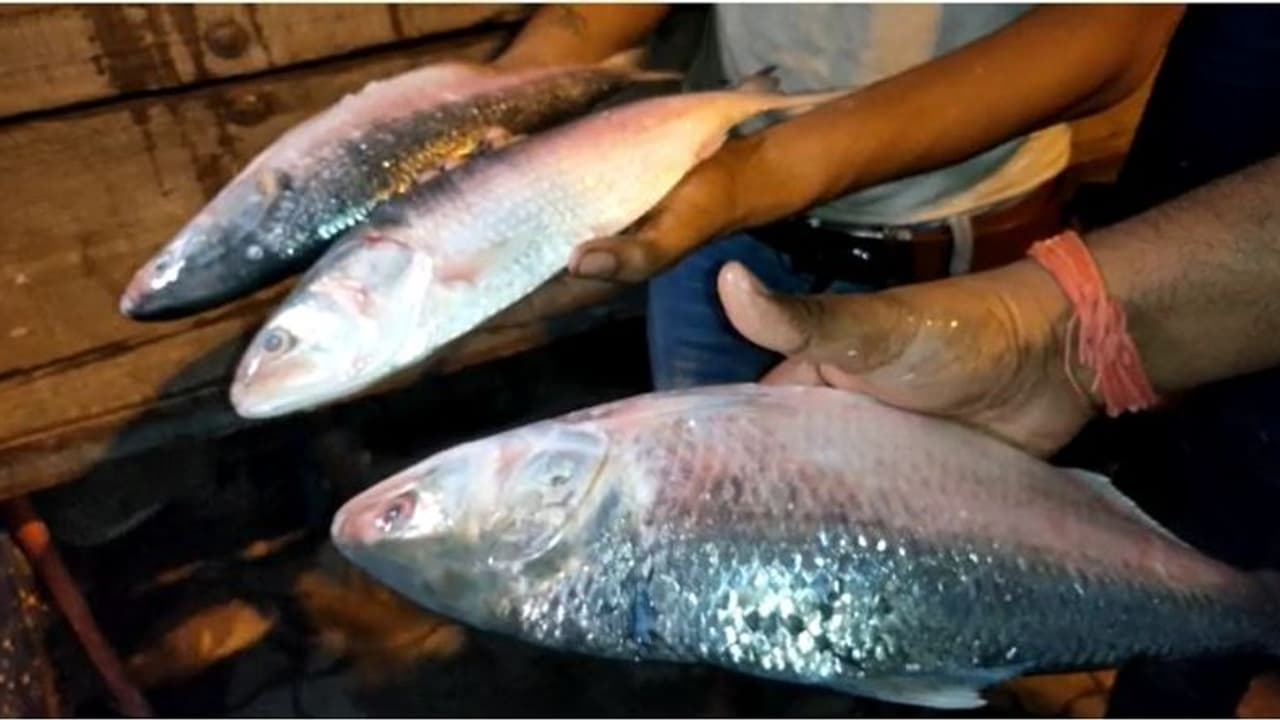 পুজোর আগে সুখবর, রাজ্যে পৌঁছাল ৪০ টন পদ্মার ইলিশ পুজোর আগে সুখবর, রাজ্যে পৌঁছাল ৪০ টন পদ্মার ইলিশ