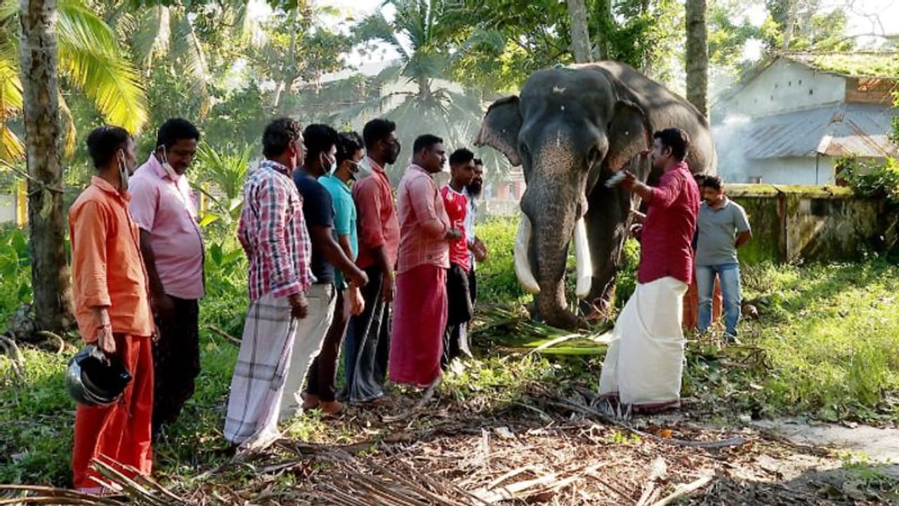 കാഴ്ച കുറയുന്ന രോഗം പിടിപെട്ട് സജ്ജയന്‍; ചികിത്സിക്കാന്‍ അമേരിക്കയില്‍ നിന്നും മരുന്ന് എത്തിച്ച് ആനപ്രേമികള്‍