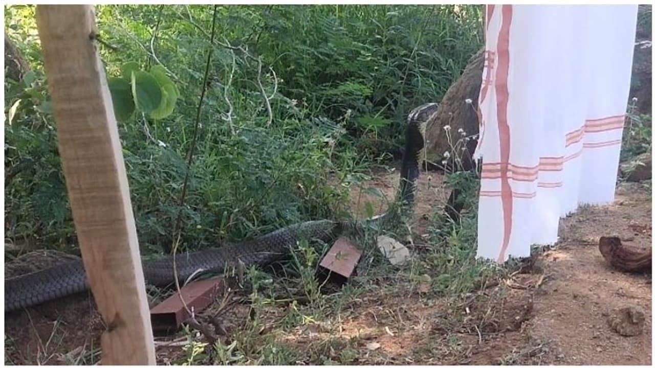 12 அடி ராஜநாகம்... நெல்லை அருகே வனக்காவலர்கள் வந்து.. பிறகு நடந்தது என்ன தெரியுமா..? 12 அடி ராஜநாகம்... நெல்லை அருகே வனக்காவலர்கள் வந்து.. பிறகு நடந்தது என்ன தெரியுமா..?