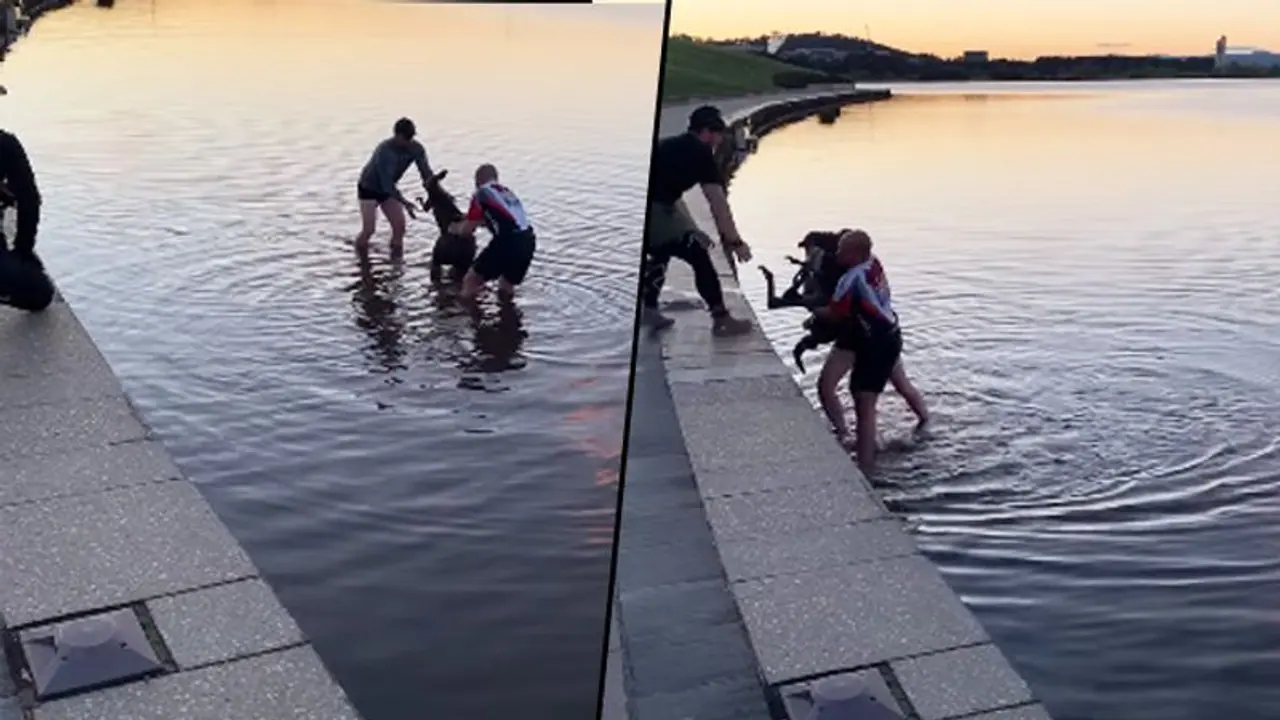 Kangaroo stranded in lake saved by citizens in Australia's Canberra; watch video