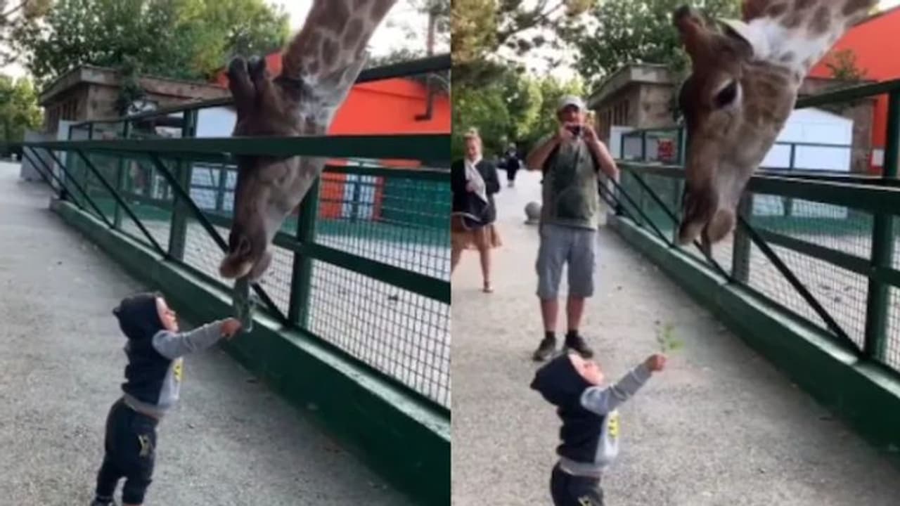 ജിറാഫിന് ഭക്ഷണം പങ്കുവച്ച് കുരുന്ന്; വൈറലായി വീഡിയോ ജിറാഫിന് ഭക്ഷണം പങ്കുവച്ച് കുരുന്ന്; വൈറലായി വീഡിയോ