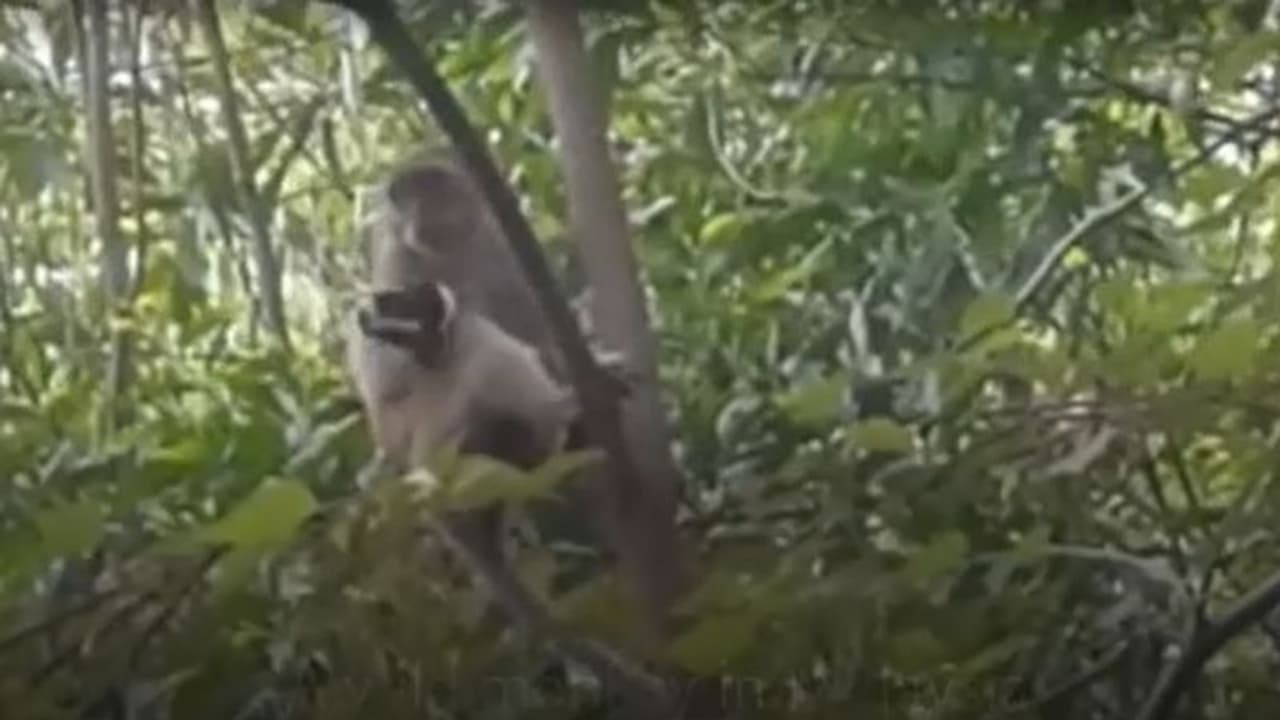 ನಾಯಿ ಮರಿ ಕಿಡ್ನಾಪ್ ಮಾಡಿದ ಕೋತಿ, 3 ದಿನದ ಸತತ ಕಾರ್ಯಾಚರಣೆ ಬಳಿಕ ರಕ್ಷಣೆ!