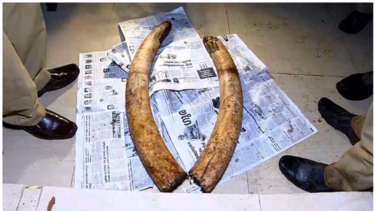 ഇടുക്കിയില്‍ ആനക്കൊമ്പ് വില്‍ക്കുന്നതിനിടെ ഒരാൾ പിടിയിൽ; കച്ചവടം ഉറപ്പിച്ചത് 12 ലക്ഷത്തിന്