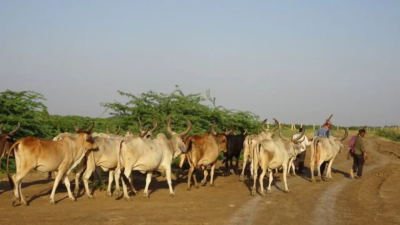 Kolar : ಹಸುಗಳ ಸರಣಿ ಸಾವು ರೈತರಲ್ಲಿ ಮೂಡಿದ ಆತಂಕ Kolar : ಹಸುಗಳ ಸರಣಿ ಸಾವು ರೈತರಲ್ಲಿ ಮೂಡಿದ ಆತಂಕ