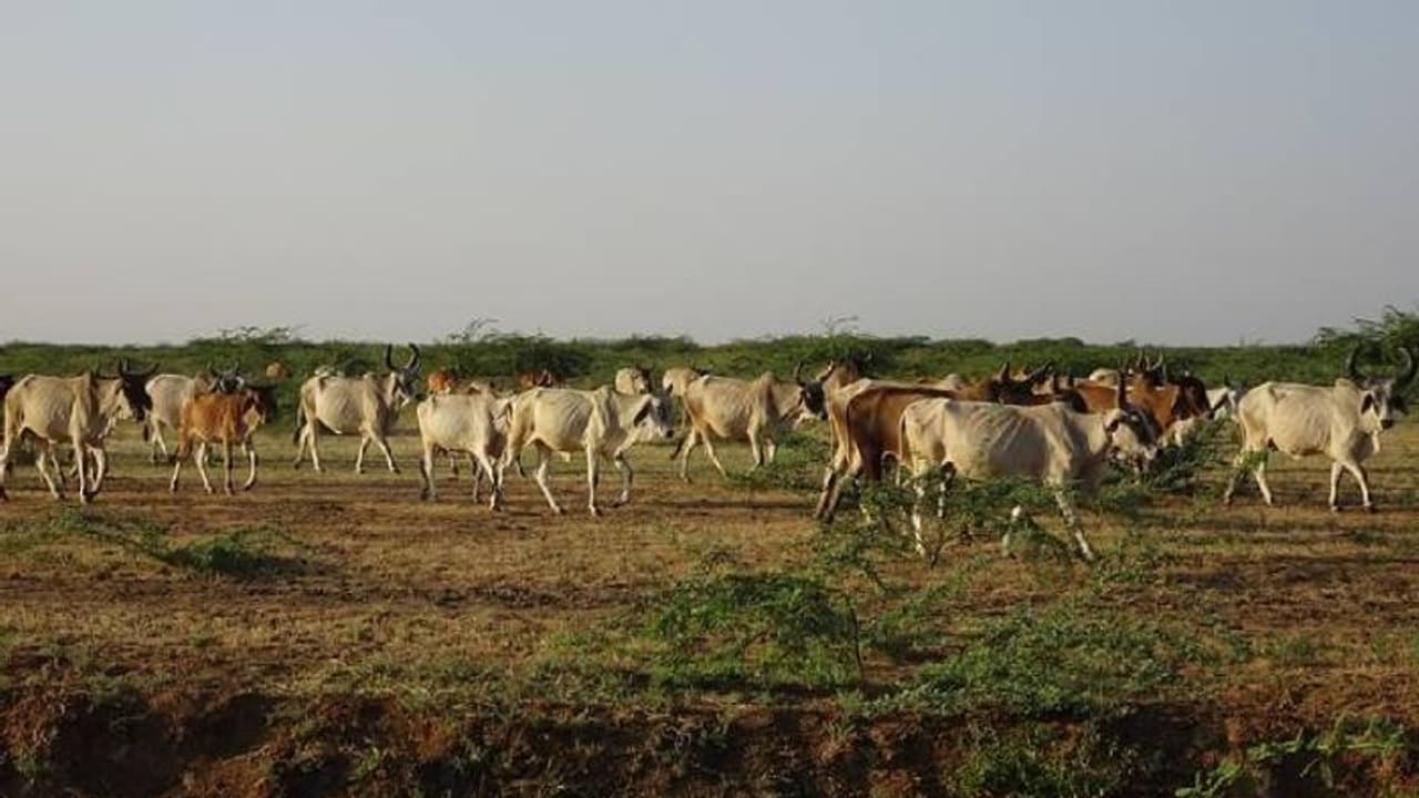 Mysuru Cattle fest : ಪ್ರಸಿದ್ಧ ಜಾನುವಾರು ಜಾತ್ರೆ ಆರಂಭ Mysuru Cattle fest : ಪ್ರಸಿದ್ಧ ಜಾನುವಾರು ಜಾತ್ರೆ ಆರಂಭ