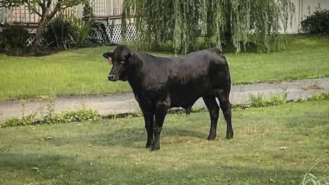 ഹെലികോപ്റ്ററുകളും ഡ്രോണുകളുമായി രണ്ടു മാസത്തെ തെരച്ചില്‍, ഒടുവില്‍ കാളയെ കണ്ടെത്തി