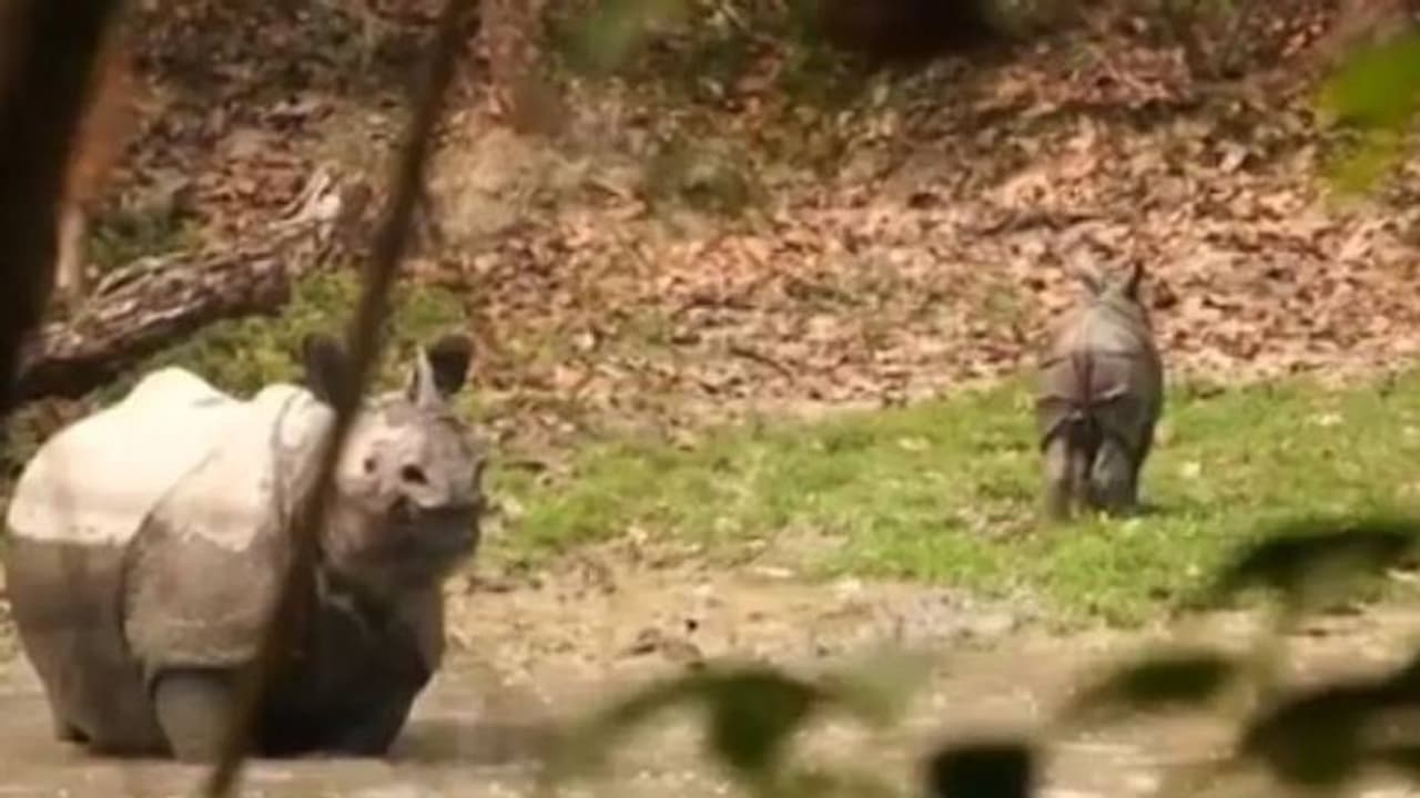 ഒരമ്മയുടെ ജാഗ്രത: കുഞ്ഞിനെ സംരക്ഷിക്കാനായി അമ്മ കാണ്ടാമൃഗത്തിന്റെ ശ്രമം, വൈറലായി വീഡിയോ ഒരമ്മയുടെ ജാഗ്രത: കുഞ്ഞിനെ സംരക്ഷിക്കാനായി അമ്മ കാണ്ടാമൃഗത്തിന്റെ ശ്രമം, വൈറലായി വീഡിയോ