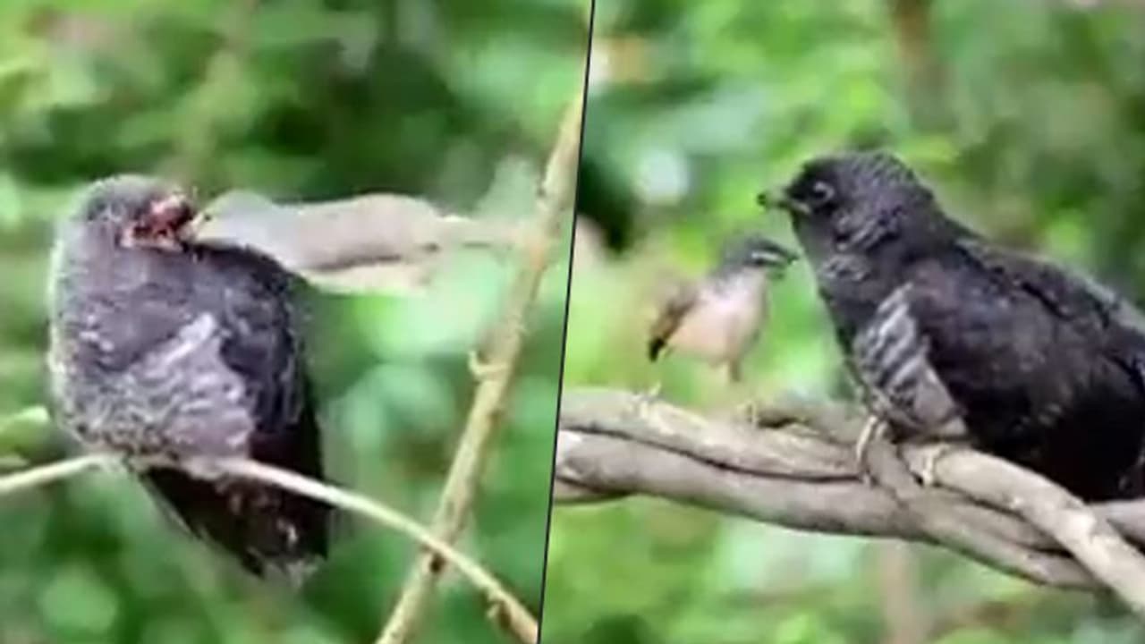 Little bird feeds cuckoo; netizens share divided opinion; watch video
