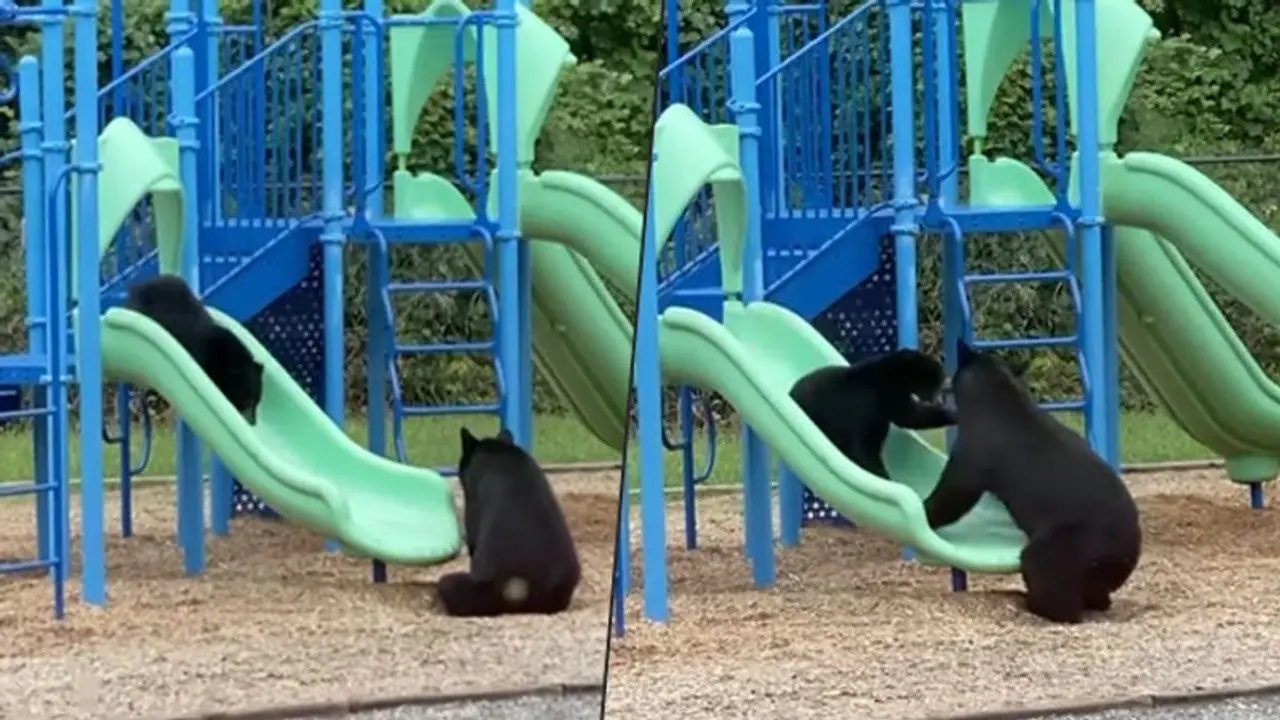 Viral video: Mother bear shows cub how to use slide in playground