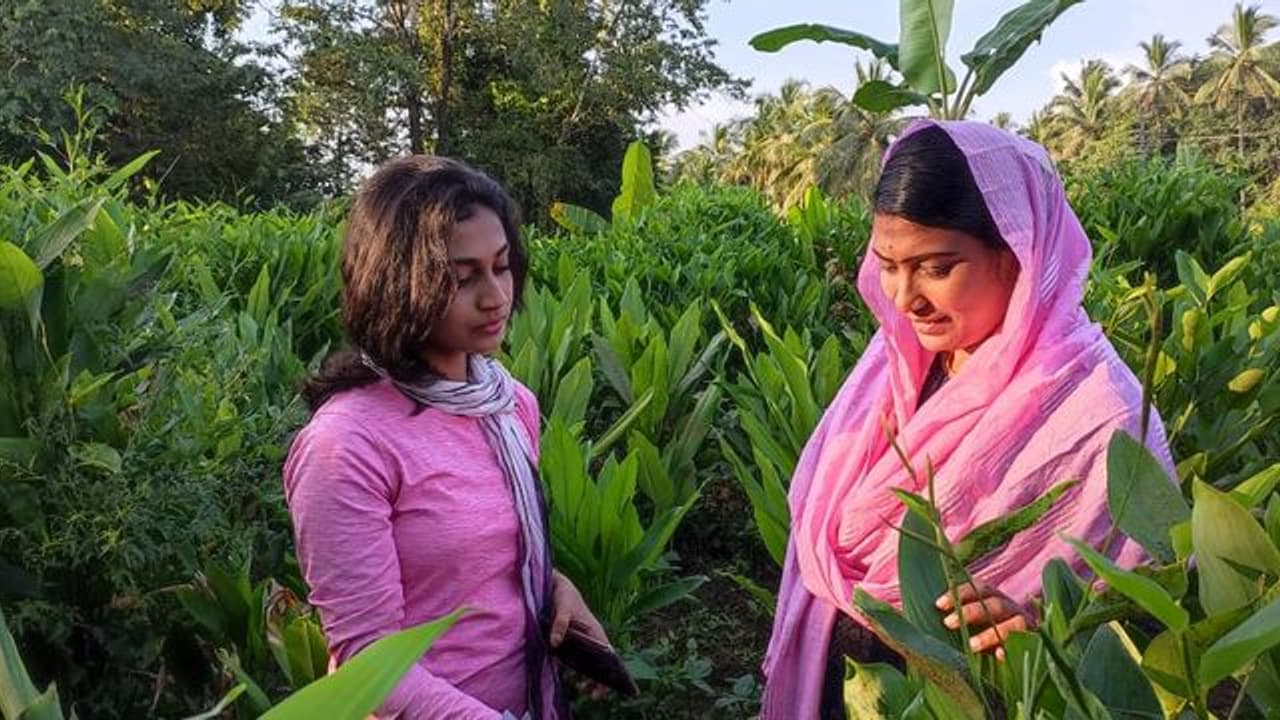 കൂവക്കും മഞ്ഞളിനും ആവശ്യക്കാർ അമേരിക്കയിൽ നിന്ന് വരെ: കൃഷിയില്‍ വ്യത്യസ്തമായ വിജയ ഗാഥ തീർത്ത് വീട്ടമ്മ