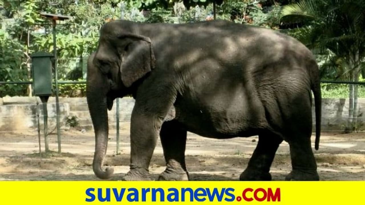 ಸಕ್ರೆಬೈಲಿನ ಹಿರಿಯಜ್ಜಿ ಗಂಗೆ ಇನ್ನಿಲ್ಲ.. ಮಡುಗಟ್ಟಿದ ಶೋಕ ಸಕ್ರೆಬೈಲಿನ ಹಿರಿಯಜ್ಜಿ ಗಂಗೆ ಇನ್ನಿಲ್ಲ.. ಮಡುಗಟ್ಟಿದ ಶೋಕ