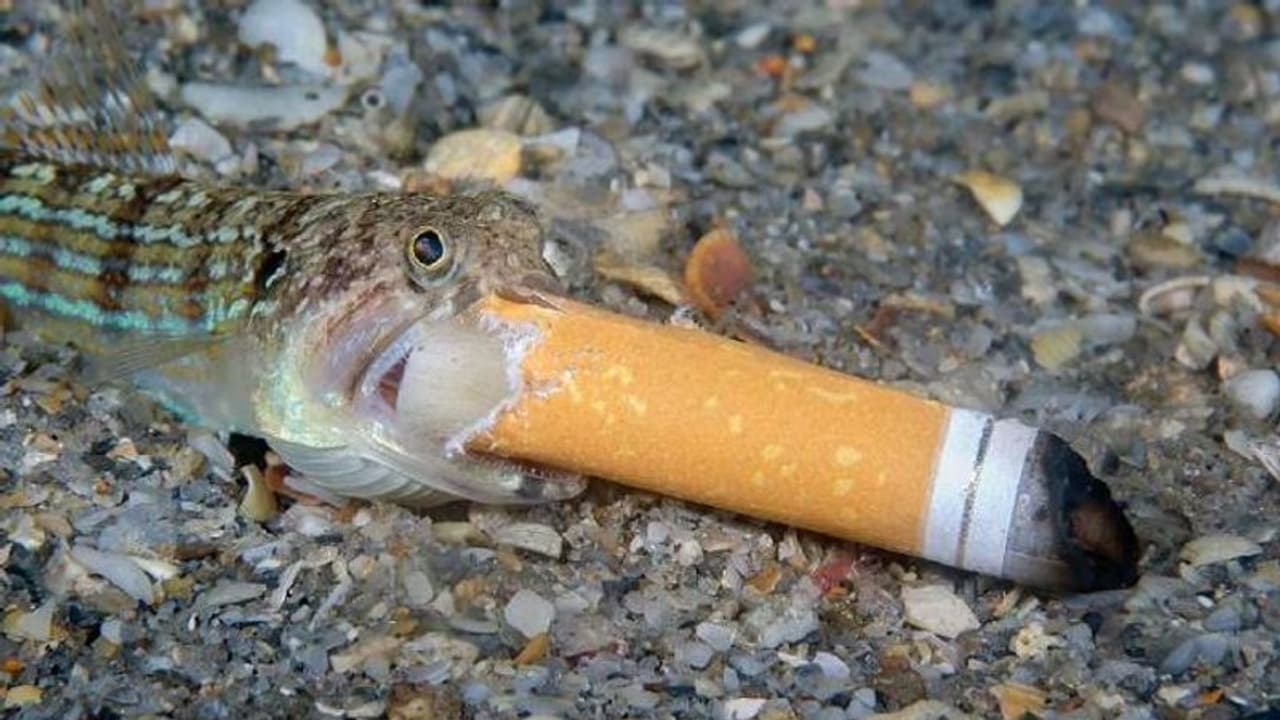 ഉപയോഗിച്ച് വലിച്ചെറിയും മുമ്പോര്ക്കണം, അവ ആര്ക്കൊക്കെ അപകടകരമെന്ന്, ശ്രദ്ധേയമായി ചിത്രം ഉപയോഗിച്ച് വലിച്ചെറിയും മുമ്പോര്ക്കണം, അവ ആര്ക്കൊക്കെ അപകടകരമെന്ന്, ശ്രദ്ധേയമായി ചിത്രം