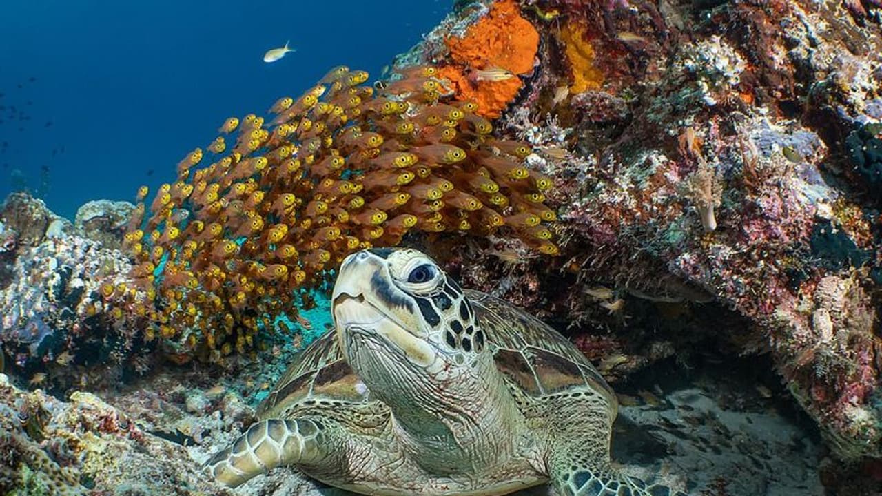 Plastic Pollution: ಜೀವ ಸಂಕಟದಲ್ಲಿ ಜಲಚರ: ಸಮುದ್ರದ ಉದ್ದಗಲಕ್ಕೂ ಹಬ್ಬಿದ ಪ್ಲಾಸ್ಟಿಕ್‌ ಮಾಲಿನ್ಯ!