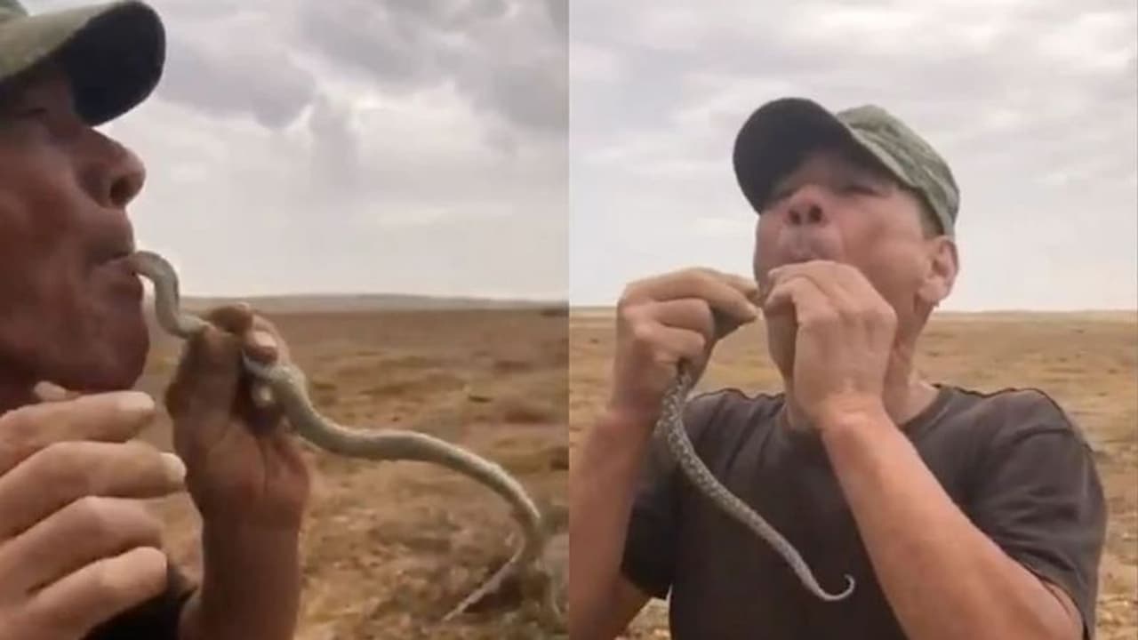 വായില്ക്കൊള്ളാത്ത വിധം നാവു വീര്ത്തു, ശ്വാസം മുട്ടി, പാമ്പിനെ വിഴുങ്ങിയപ്പോള് സംഭവിച്ചത് വായില്ക്കൊള്ളാത്ത വിധം നാവു വീര്ത്തു, ശ്വാസം മുട്ടി, പാമ്പിനെ വിഴുങ്ങിയപ്പോള് സംഭവിച്ചത്