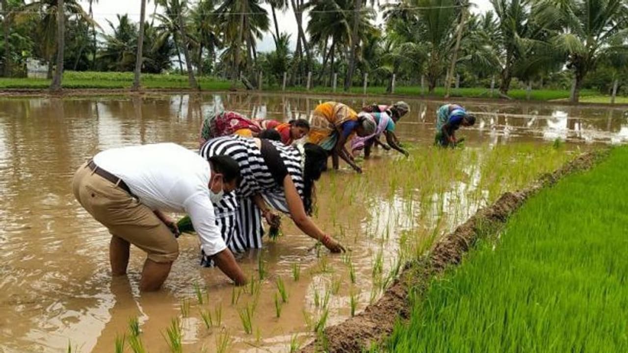 மனைவியுடன் சேற்றில் இறங்கி நாற்று நட்ட கலெக்டர்.. பலரையும் ஆச்சர்யத்தில் மூழ்கடிக்கும் ஒற்றை புகைப்படம். மனைவியுடன் சேற்றில் இறங்கி நாற்று நட்ட கலெக்டர்.. பலரையும் ஆச்சர்யத்தில் மூழ்கடிக்கும் ஒற்றை புகைப்படம்.