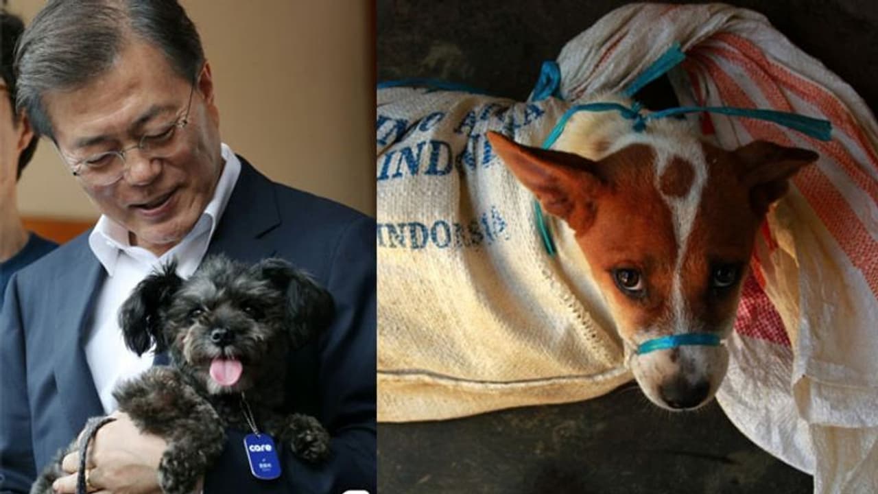 सालों से चली आ रही Dogs मीट खाने की परंपरा पर South Korea में लग सकता है बैन, हर साल मारे जाते हैं 10 लाख सालों से चली आ रही Dogs मीट खाने की परंपरा पर South Korea में लग सकता है बैन, हर साल मारे जाते हैं 10 लाख