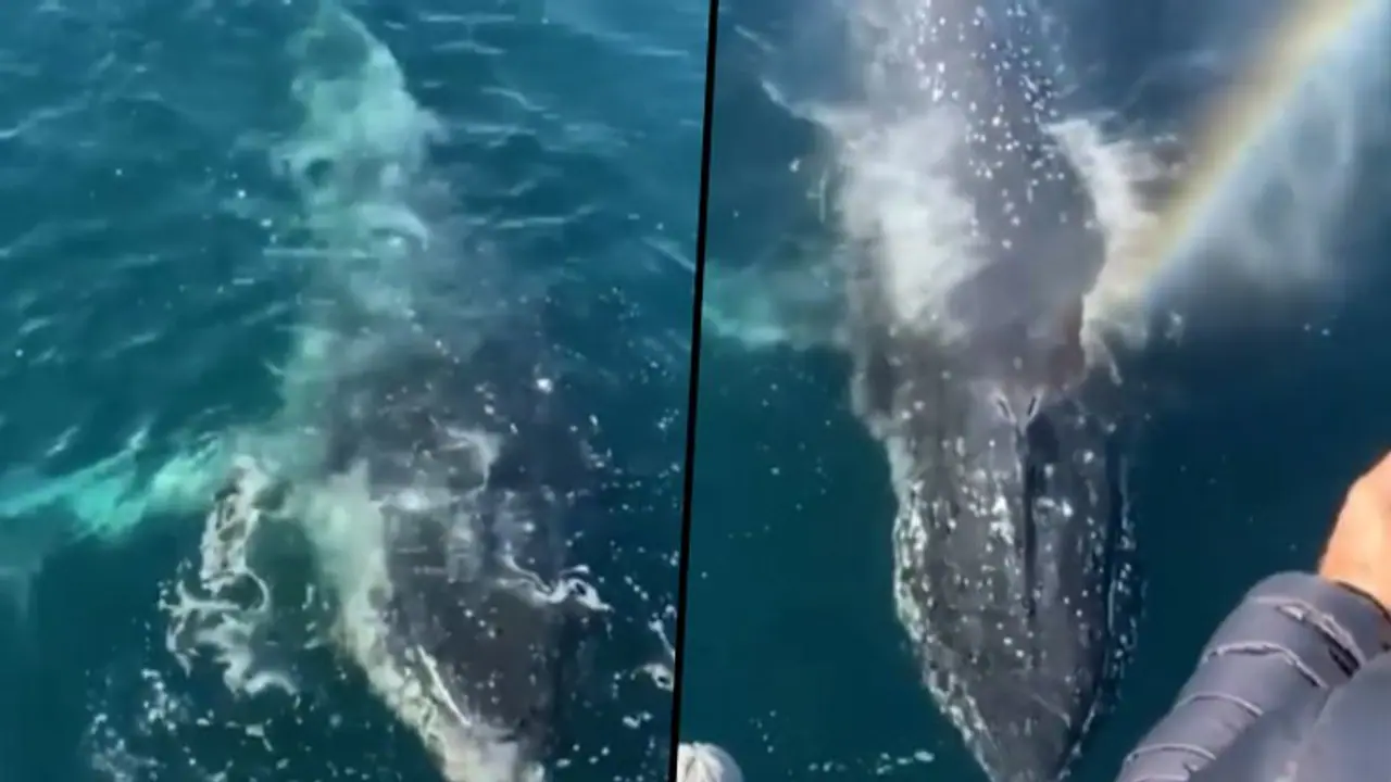 Whale amazes people on cruise with ‘magical rainbow breath’; viral video