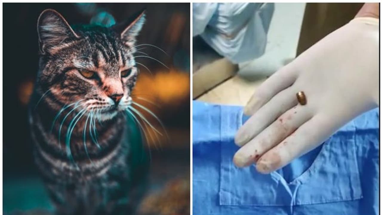 പൂച്ച മാന്തിയെന്ന് പരാതിപ്പെട്ട് ആശുപത്രിയിലെത്തിയ യുവാവിന്റെ വയറ്റിൽ നിന്ന് കണ്ടെത്തിയത് വെടിയുണ്ട പൂച്ച മാന്തിയെന്ന് പരാതിപ്പെട്ട് ആശുപത്രിയിലെത്തിയ യുവാവിന്റെ വയറ്റിൽ നിന്ന് കണ്ടെത്തിയത് വെടിയുണ്ട