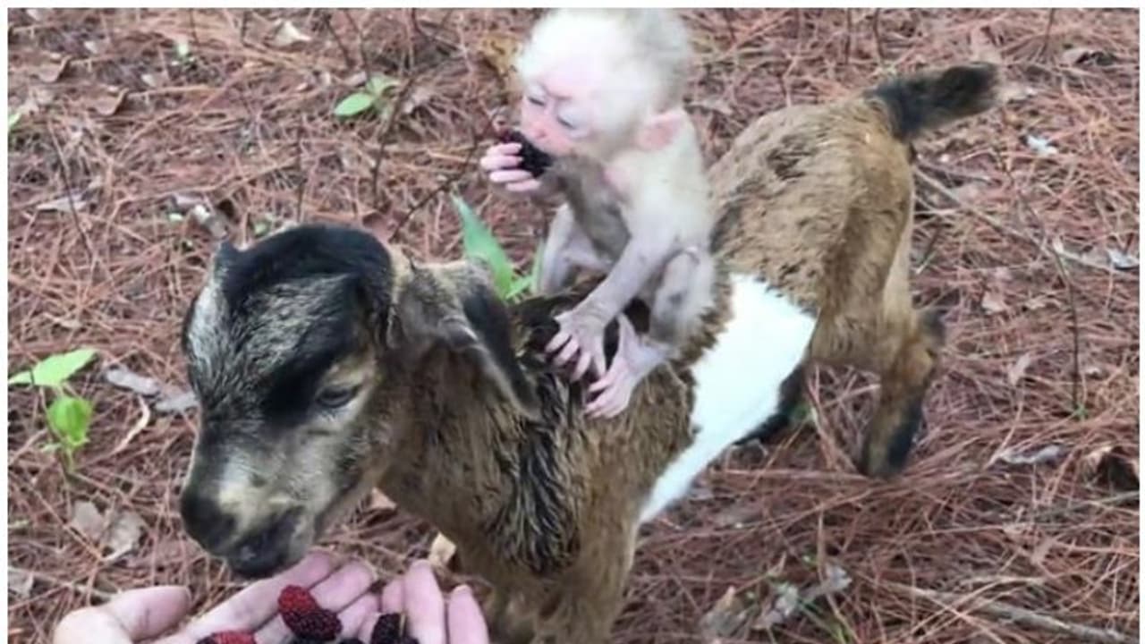 ആട്ടിന്കുട്ടിയുടെ പുറത്തേറി മള്ബറി തിന്നുന്ന കുട്ടിക്കുരങ്ങന്; കാഴ്ചക്കാരുടെ മനംമയക്കും വീഡിയോ ആട്ടിന്കുട്ടിയുടെ പുറത്തേറി മള്ബറി തിന്നുന്ന കുട്ടിക്കുരങ്ങന്; കാഴ്ചക്കാരുടെ മനംമയക്കും വീഡിയോ