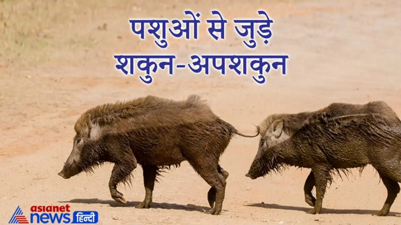 गंदे दिखने वाले जानवर भी कई बार देते हैं शुभ संकेत, ये हैं पशुओं से जुड़े शकुन अपशकुन