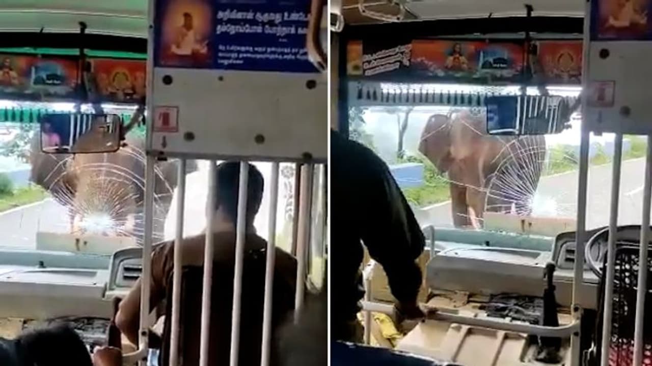 Tamil Nadu: Angry elephant smashes bus windshield; leaves netizens terrified