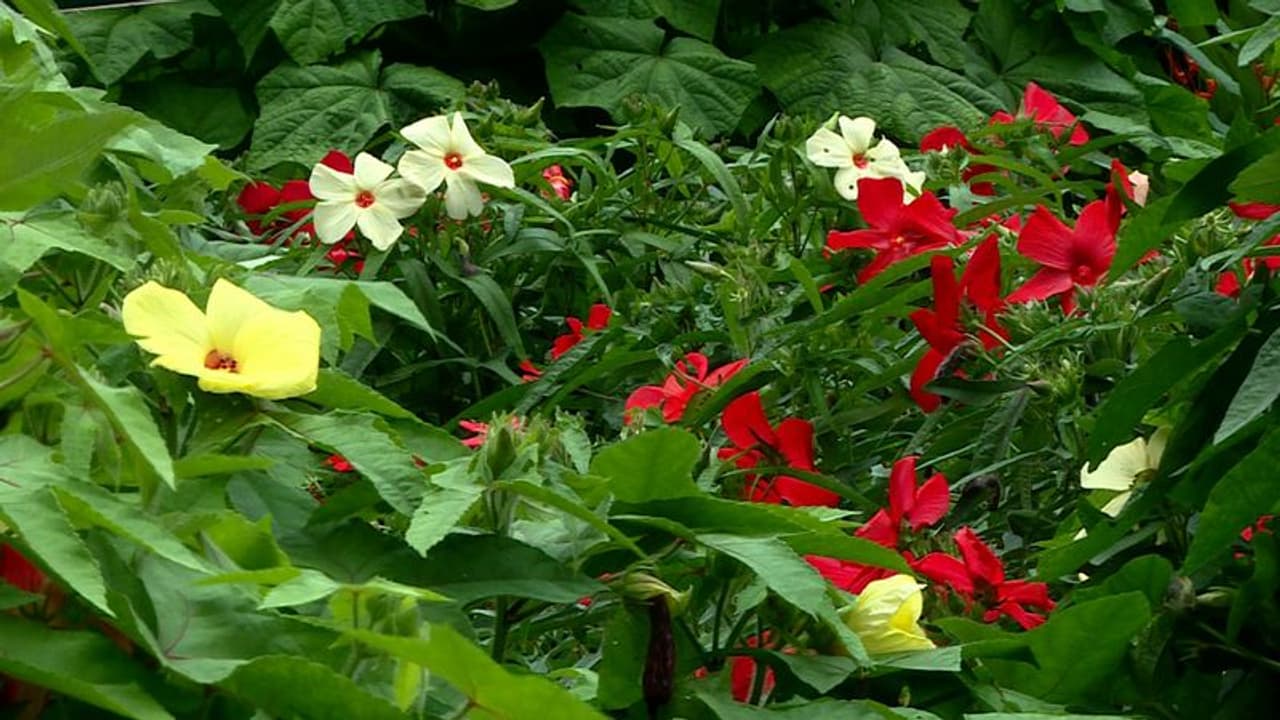 അമ്പമ്പോ! ഇത് നമ്മുടെ വെണ്ട തന്നെയോ; ഓര്ക്കിഡിനെ വെല്ലുന്ന ഭംഗി, കണ്ടാല് ഞെട്ടും അമ്പമ്പോ! ഇത് നമ്മുടെ വെണ്ട തന്നെയോ; ഓര്ക്കിഡിനെ വെല്ലുന്ന ഭംഗി, കണ്ടാല് ഞെട്ടും