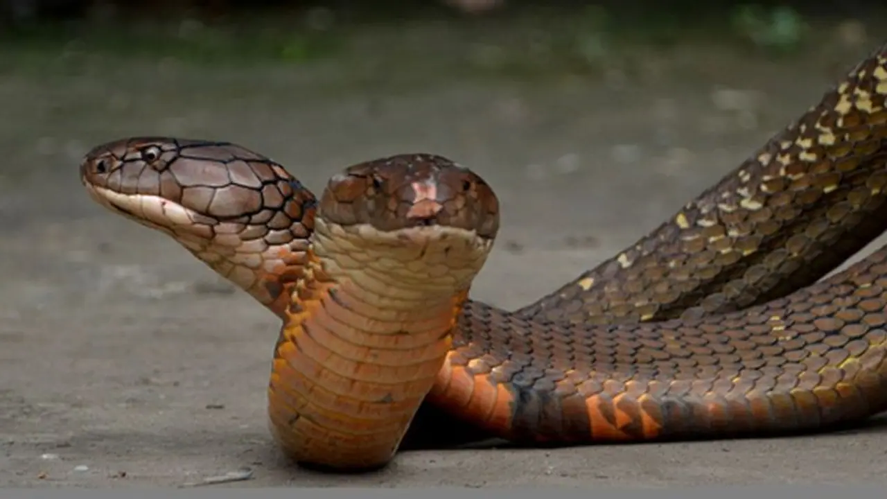 ಒಂದಲ್ಲ, ಎರಡಲ್ಲ, ಮನೆಯೊಳಗೆ 90 ಹಾವು, ತೆರವುಗೊಳಿಸಲು ಬಂದ ಅಧಿಕಾರಿ ದಂಗು! ಒಂದಲ್ಲ, ಎರಡಲ್ಲ, ಮನೆಯೊಳಗೆ 90 ಹಾವು, ತೆರವುಗೊಳಿಸಲು ಬಂದ ಅಧಿಕಾರಿ ದಂಗು!