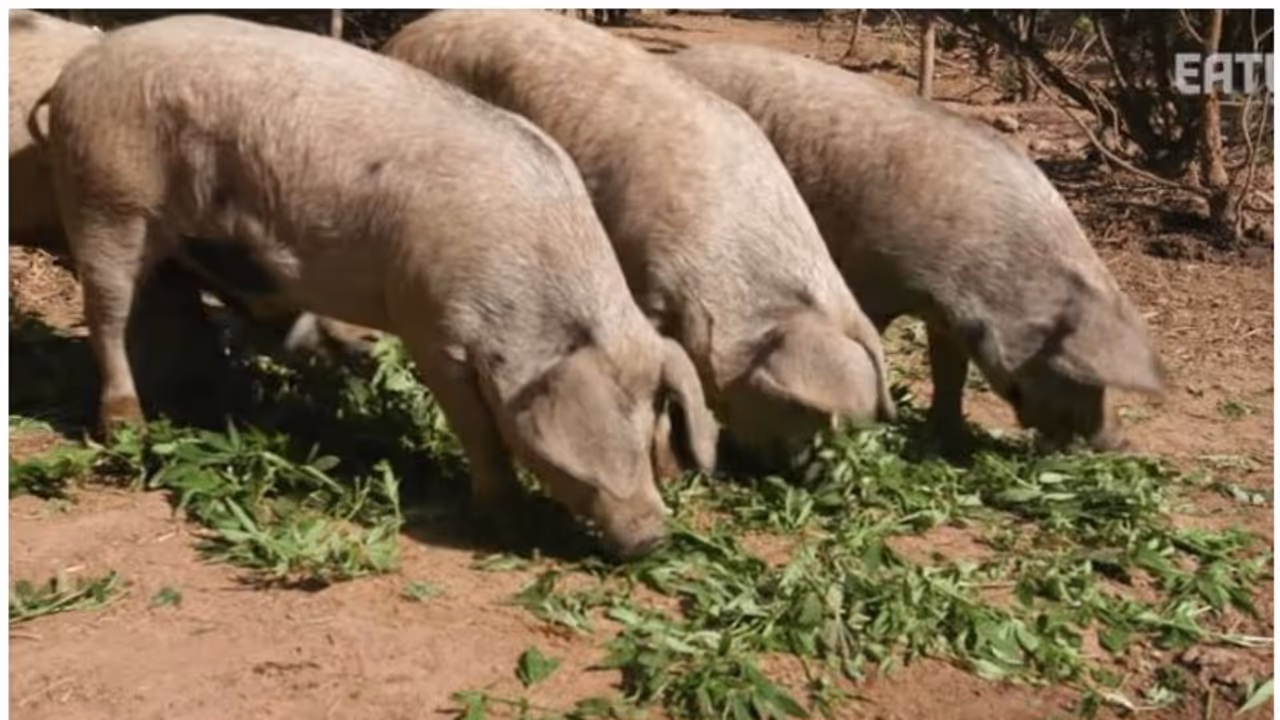 വയനാട്ടിൽ പന്നികളിൽ ആഫ്രിക്കൻ പന്നിപ്പനി,രോഗം കണ്ടെത്തിയ ഫാമിലെ പന്നികളെ കൊല്ലും,ചെക് പോസ്റ്റുകളിൽ പരിശോധന