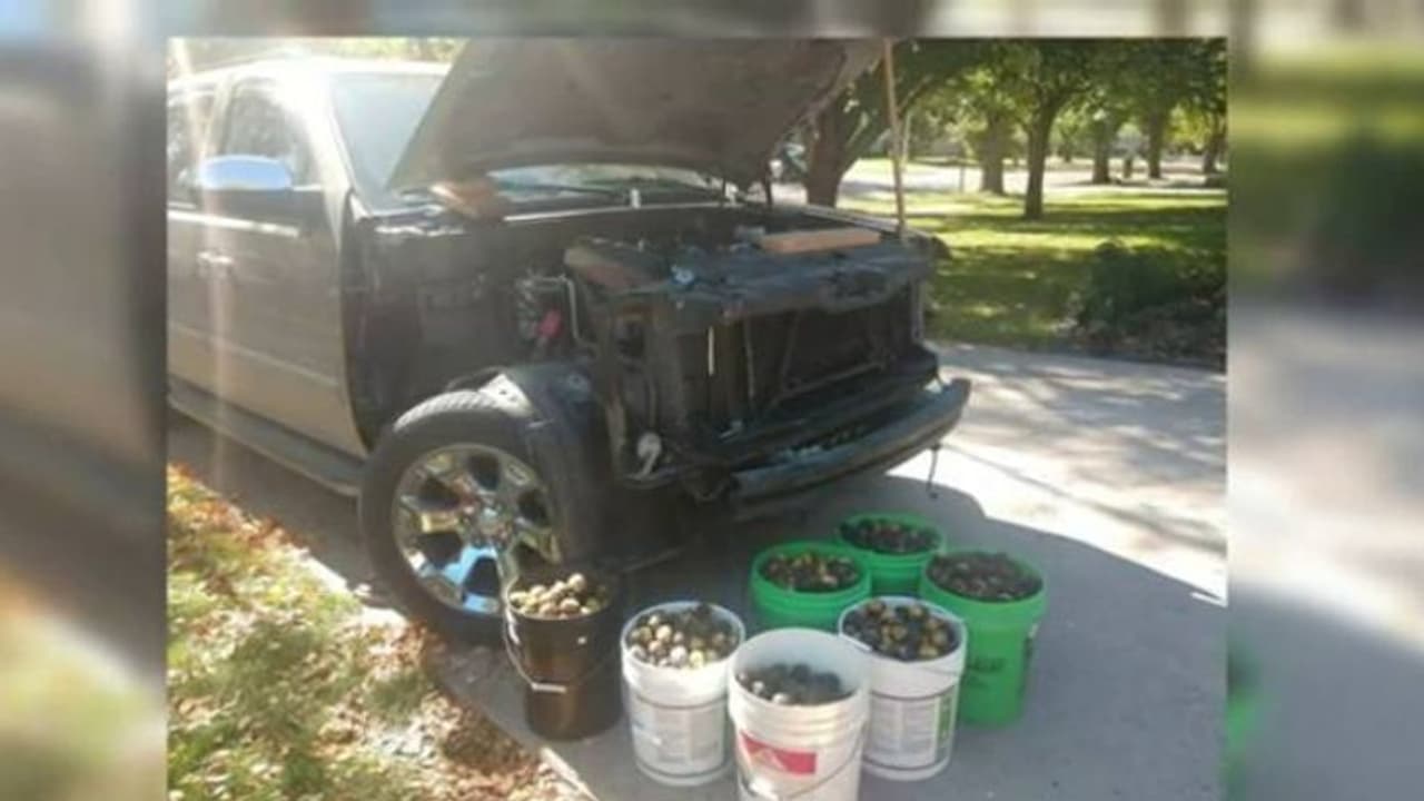 നിർത്തിയിട്ട വണ്ടിയില് ശിശിരകാലം കഴിക്കാൻ 158 കിലോ വാൽനട്ട് ശേഖരിച്ചുവച്ച് അണ്ണാൻ, ഒന്നൊഴിയാതെ പെറുക്കി ഉടമ നിർത്തിയിട്ട വണ്ടിയില് ശിശിരകാലം കഴിക്കാൻ 158 കിലോ വാൽനട്ട് ശേഖരിച്ചുവച്ച് അണ്ണാൻ, ഒന്നൊഴിയാതെ പെറുക്കി ഉടമ