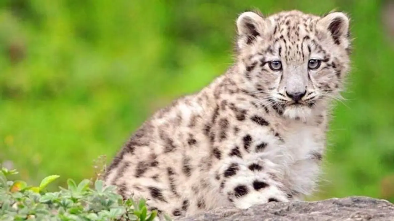 লোকালয়ে ঘুরে বেড়াচ্ছে একাধিক চিতাবাঘ, এবার খোদ শহরের মাঝে উদ্ধার শাবক লোকালয়ে ঘুরে বেড়াচ্ছে একাধিক চিতাবাঘ, এবার খোদ শহরের মাঝে উদ্ধার শাবক