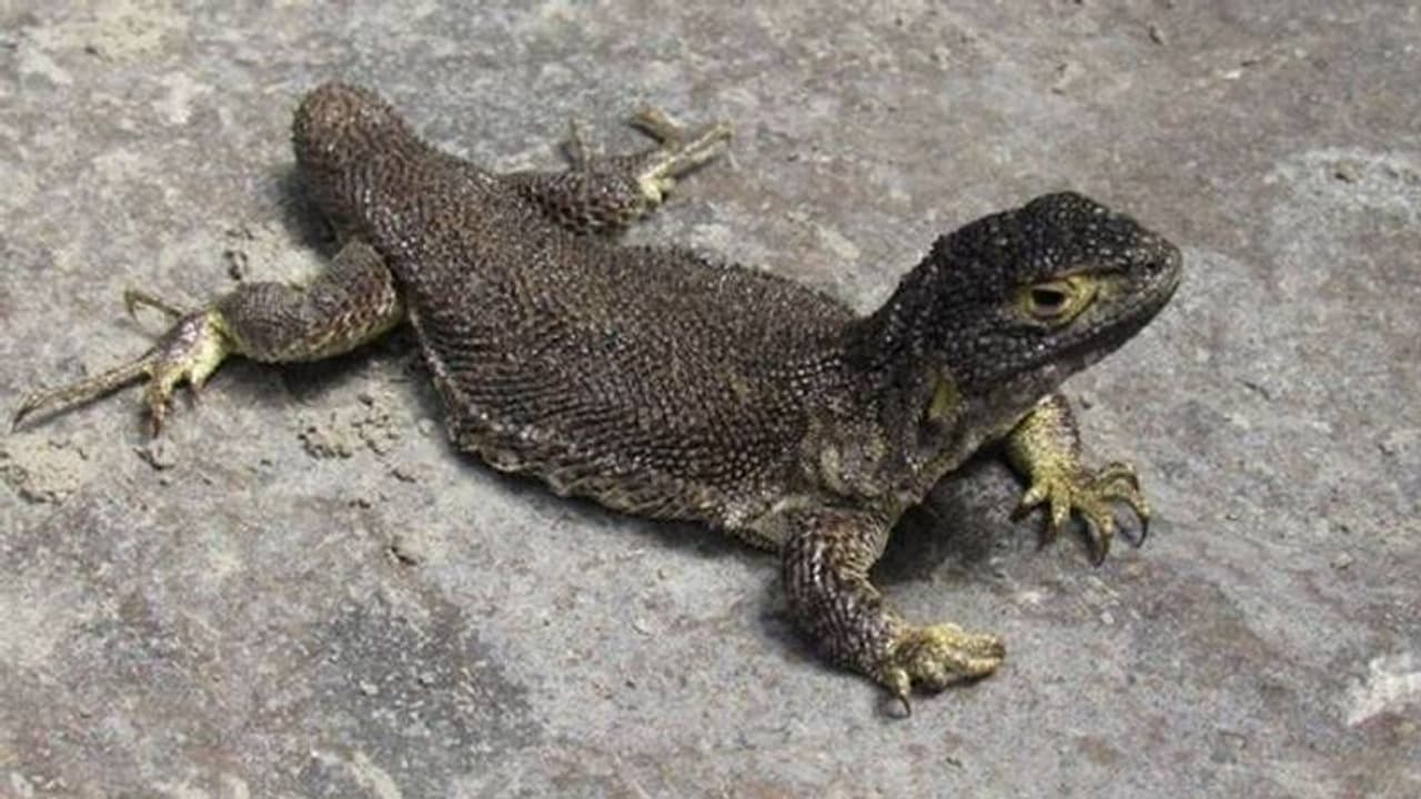 പുതിയ ഇനം പല്ലിയെ കണ്ടെത്തി, ആവേശത്തിൽ ഗവേഷകർ പുതിയ ഇനം പല്ലിയെ കണ്ടെത്തി, ആവേശത്തിൽ ഗവേഷകർ