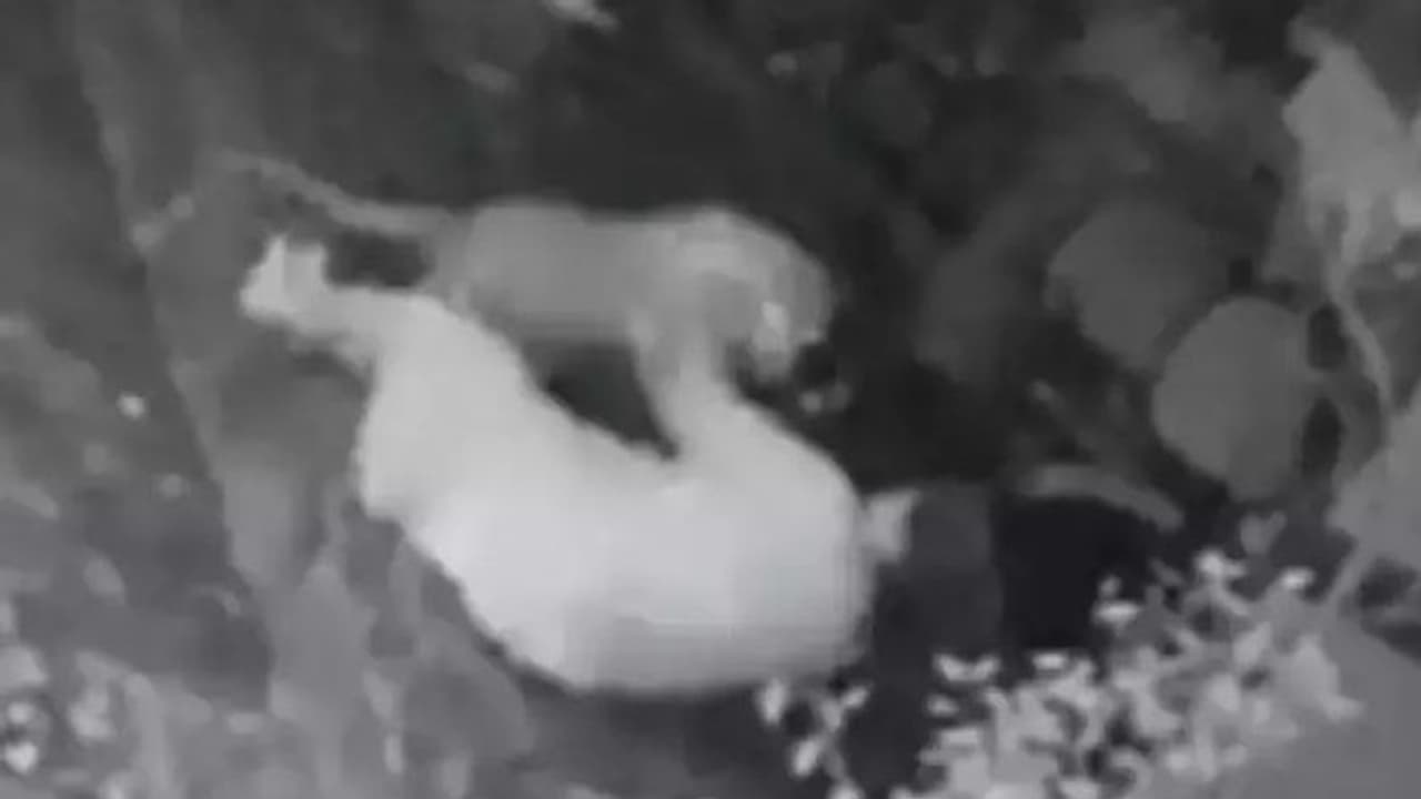 Leopard ने घात लगाकर किया 55 साल की महिला पर अटैक, वो भी डंडा लेकर पिल पड़ी, देखें CCTV फुटेज