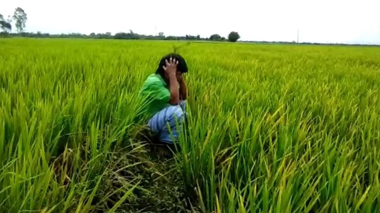 Rain Effect: ಭಾರೀ ಮಳೆಗೆ ಕರ್ನಾಟಕದಲ್ಲಿ 7.31 ಲಕ್ಷ ಹೆಕ್ಟೇರ್ ಬೆಳೆ ಹಾನಿ Rain Effect: ಭಾರೀ ಮಳೆಗೆ ಕರ್ನಾಟಕದಲ್ಲಿ 7.31 ಲಕ್ಷ ಹೆಕ್ಟೇರ್ ಬೆಳೆ ಹಾನಿ
