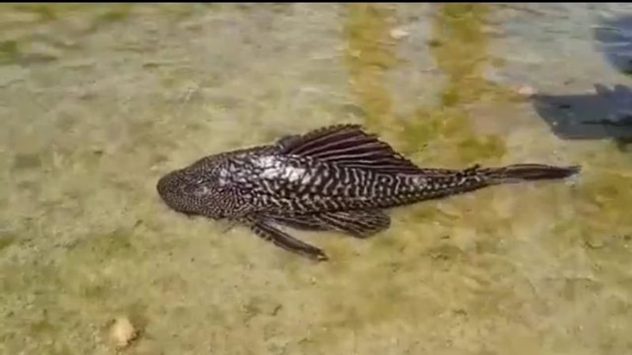 పెద్దపల్లి చెరువులో వింత చేప... చూసేందుకు ఎగబడుతున్న ప్రజలు (వీడియో) పెద్దపల్లి చెరువులో వింత చేప... చూసేందుకు ఎగబడుతున్న ప్రజలు (వీడియో)