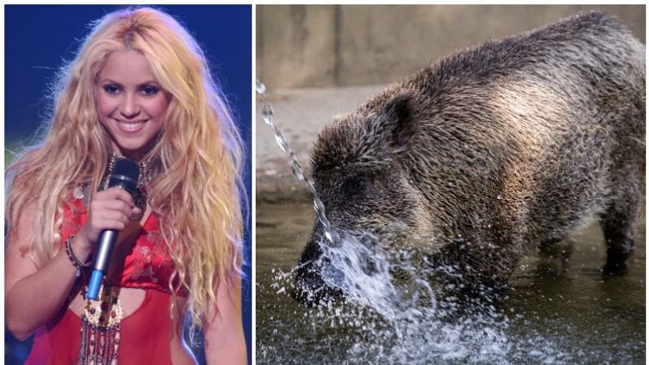 ബാഴ്സ നഗരത്തില് വച്ച് പോപ്പ് ഗായിക ഷക്കീരയ്ക്കെതിരെ കാട്ടുപന്നികളുടെ ആക്രമണം ബാഴ്സ നഗരത്തില് വച്ച് പോപ്പ് ഗായിക ഷക്കീരയ്ക്കെതിരെ കാട്ടുപന്നികളുടെ ആക്രമണം