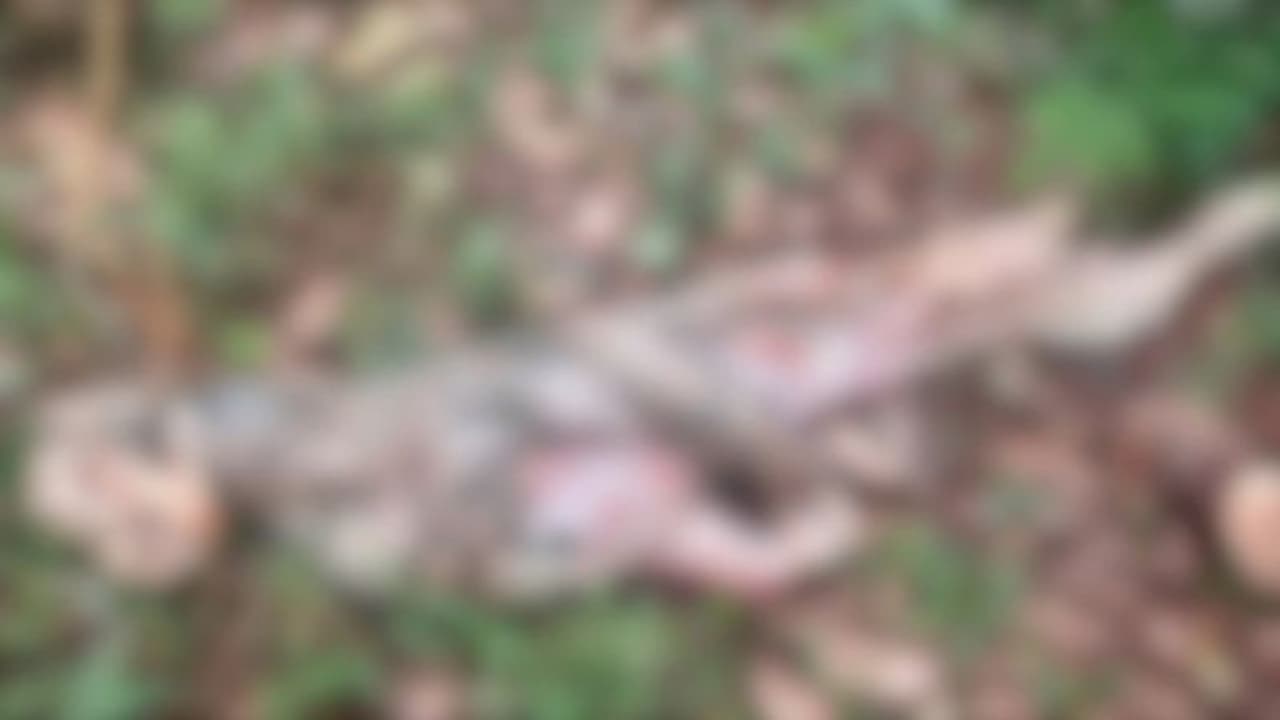 കാലടി പാറ്റപ്പാറയിൽ പെൺപുലി കിണറ്റിൽ വീണ് ചത്തു കാലടി പാറ്റപ്പാറയിൽ പെൺപുലി കിണറ്റിൽ വീണ് ചത്തു