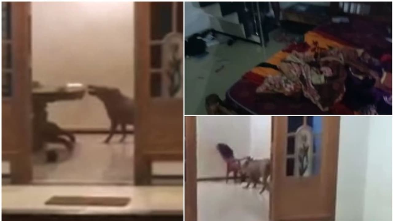 കോഴിക്കോട് വീടിനകത്ത് കയറിയും കാട്ടുപന്നികളുടെ ആക്രമണം, കുട്ടികൾ രക്ഷപ്പെട്ടത് തലനാരിഴയ്ക്ക്