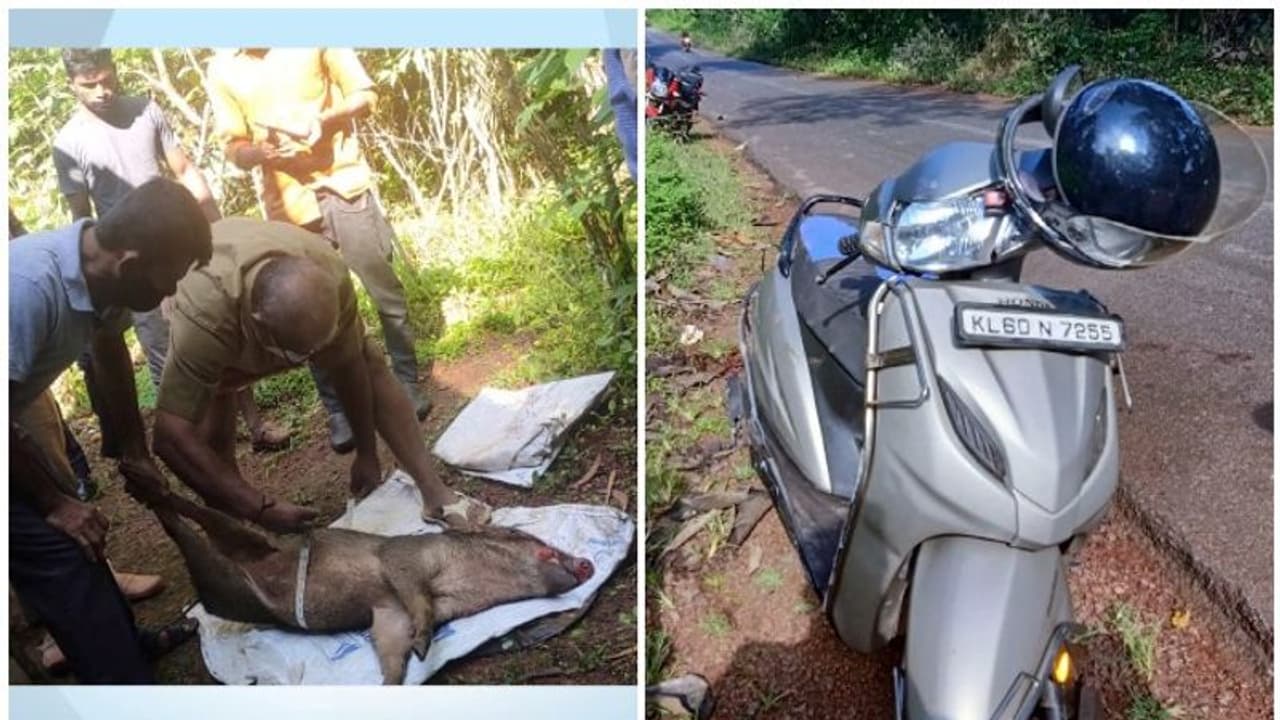 കാസര്‍കോട് സ്‍കൂട്ടറില്‍ കാട്ടുപന്നിയിടിച്ച് പരിക്കേറ്റ യാത്രക്കാരൻ മരിച്ചു