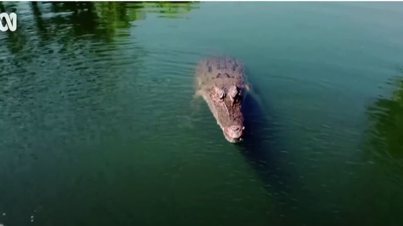 വീഡിയോ പിടിക്കാന് വന്ന ഡ്രോണിനെ ചാടിക്കടിച്ച് മുതല, അപൂര്വ്വദൃശ്യങ്ങള് വീഡിയോ പിടിക്കാന് വന്ന ഡ്രോണിനെ ചാടിക്കടിച്ച് മുതല, അപൂര്വ്വദൃശ്യങ്ങള്