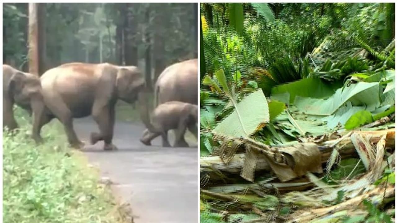 കാടിറങ്ങിയത് 10 ആനകള്, തിരിച്ച് മടങ്ങിയത് ഏഴെണ്ണം; വിളകള് നശിപ്പിക്കുന്നു, ആനപ്പേടിയില് കാസർകോട് കാറഡുക്ക കാടിറങ്ങിയത് 10 ആനകള്, തിരിച്ച് മടങ്ങിയത് ഏഴെണ്ണം; വിളകള് നശിപ്പിക്കുന്നു, ആനപ്പേടിയില് കാസർകോട് കാറഡുക്ക
