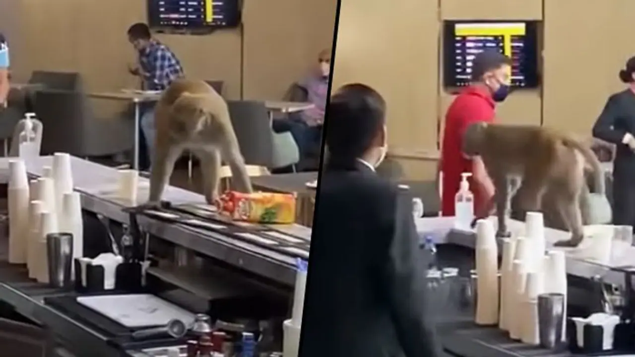 Monkey enters VIP lounge of IGI Airport; find out what happens next